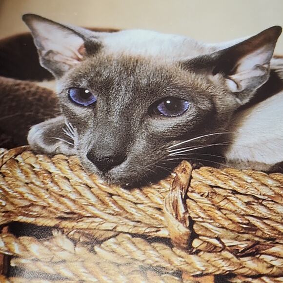 Cat Behavior & Training: Veterinary Advice : Stress Agression Learning Social HC - Picture 11 of 13